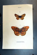 Original Old Antique Print Silver Washed Fritillary Pearl-Bordered Butterfly