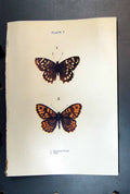 Original Old Antique Print Speckled Wood Wall Butterfly