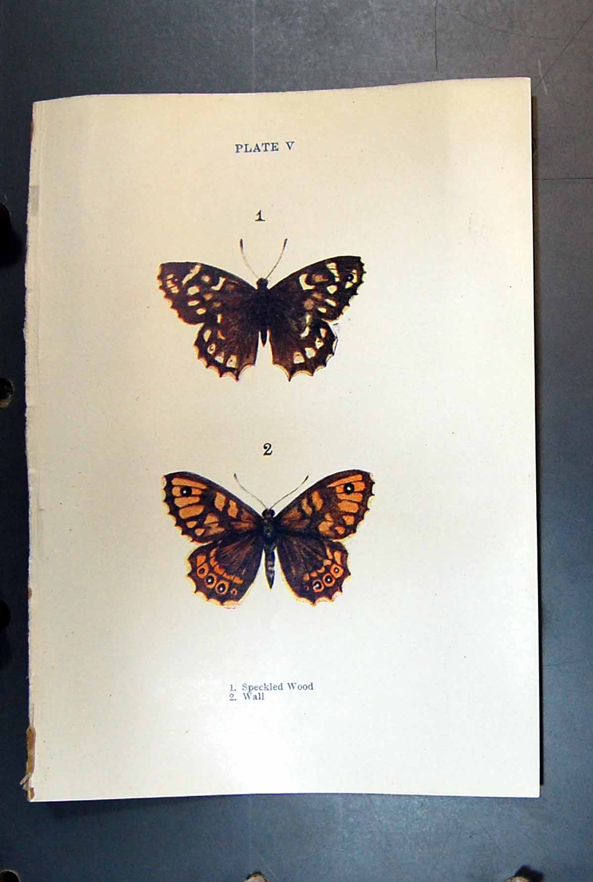 Original Old Antique Print Speckled Wood Wall Butterfly