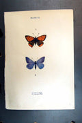 Original Old Antique Print Small Copper Common Blue Butterfly