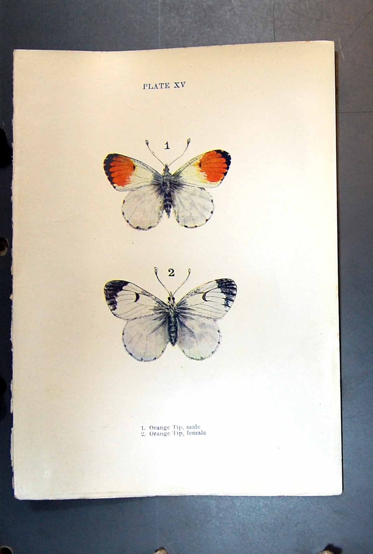 Original Old Antique Print Orange Tip Female Male Butterfly Insect