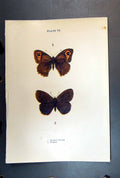 Original Old Antique Print Butterfly Insect Meadow Brown Ringlet