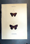 Original Old Antique Print Butterfly Insect Green Hair Purple Streak