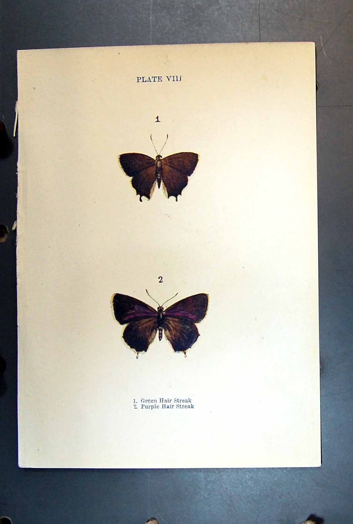 Original Old Antique Print Butterfly Insect Green Hair Purple Streak
