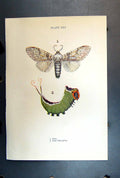 Original Old Antique Print Butterfly Insect Puss Caterpillar