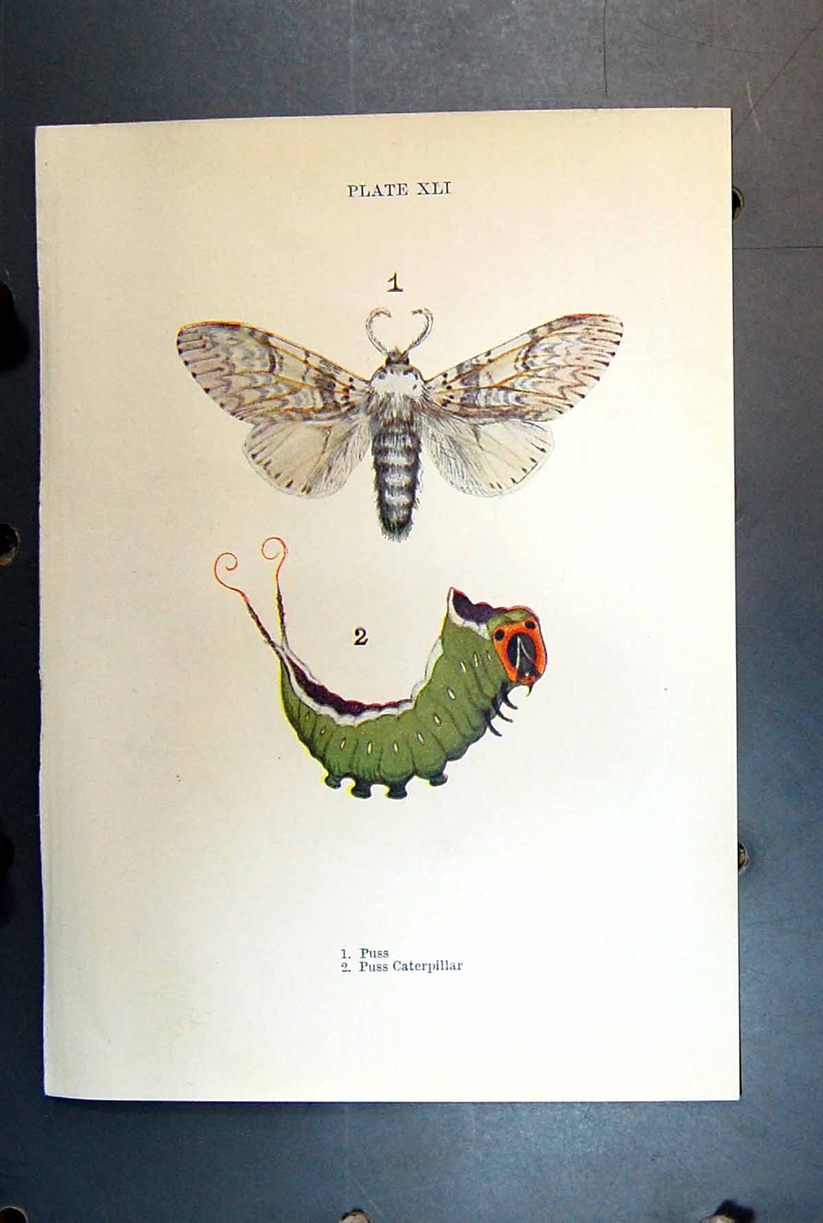 Original Old Antique Print Butterfly Insect Puss Caterpillar