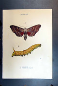 Original Old Antique Print Butterfly Insect Poplar Hawk Caterpillar