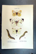 Old Antique Print Butterfly Insect Large White Caterpillar Green-Veined