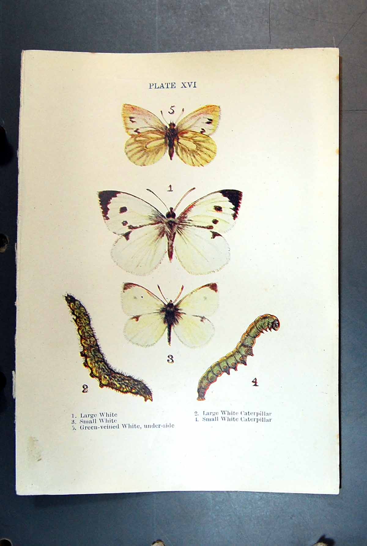 Old Antique Print Butterfly Insect Large White Caterpillar Green-Veined