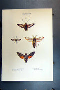 Original Old Antique Print Insect Humming Bird Hawk Bee Hornet Clearwing