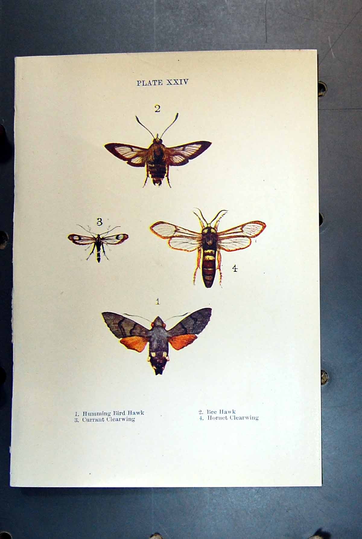 Original Old Antique Print Insect Humming Bird Hawk Bee Hornet Clearwing