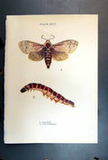 Original Old Antique Print Butterfly Insect Goat Moth Caterpillar