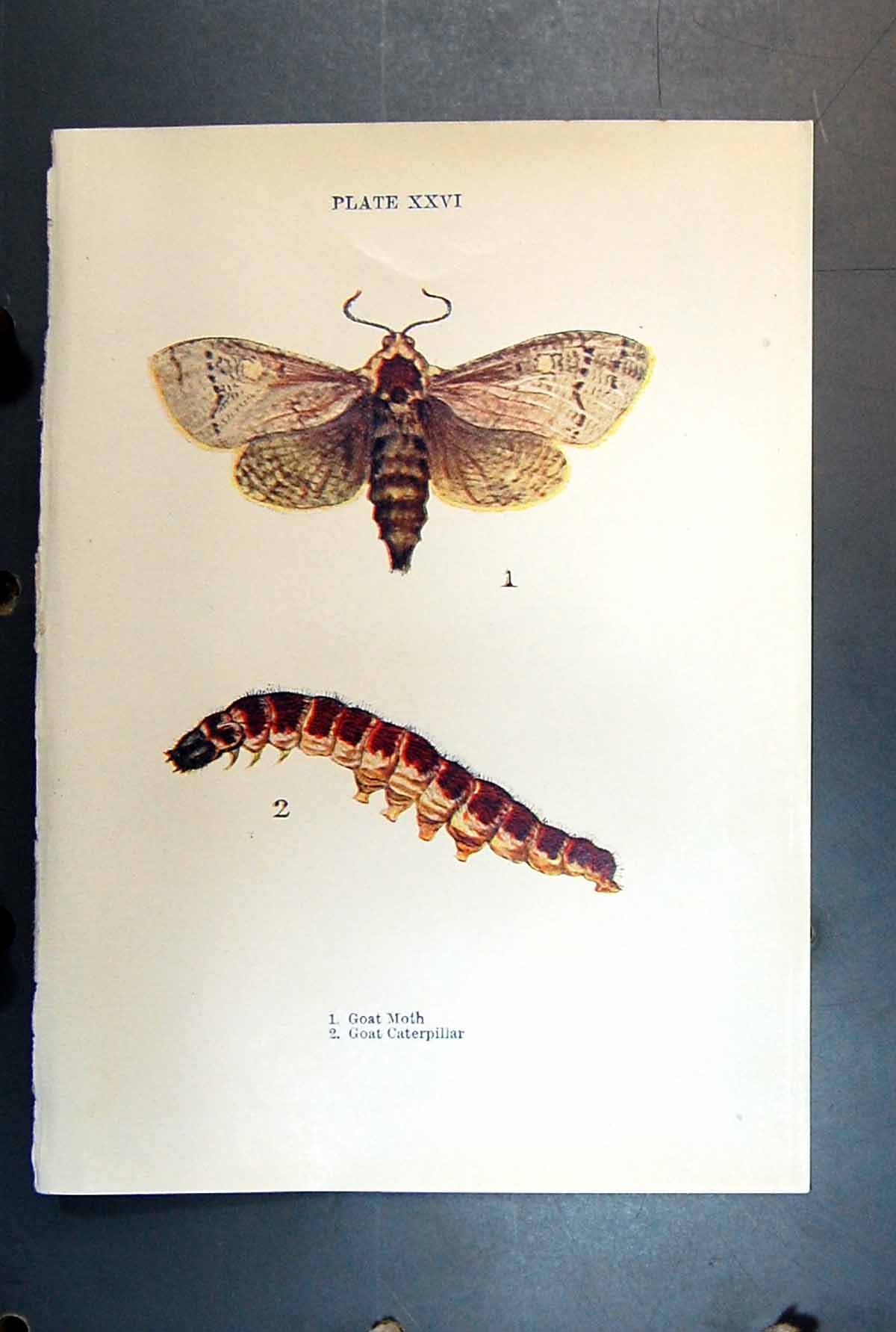 Original Old Antique Print Butterfly Insect Goat Moth Caterpillar