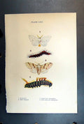 Original Old Antique Print Butterfly Insect GTail Caterpillar Pale Tussock