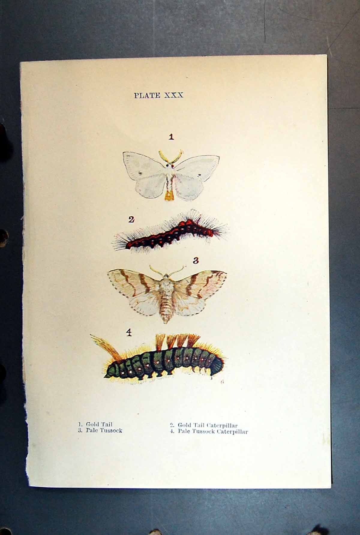 Original Old Antique Print Butterfly Insect GTail Caterpillar Pale Tussock