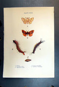 Original Old Antique Print Butterfly Insect Lackey Caterpillar Vapourer