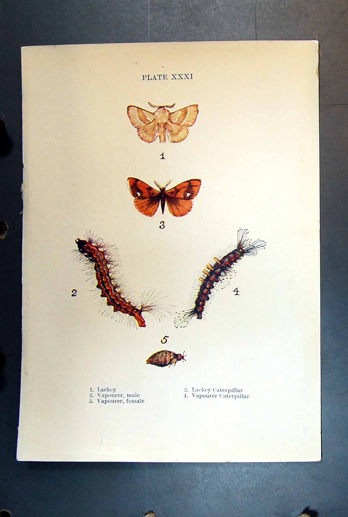 Original Old Antique Print Butterfly Insect Lackey Caterpillar Vapourer
