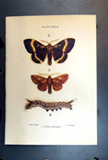 Original Old Antique Print Butterfly Insect Oak Eggar Drinker Caterpillar