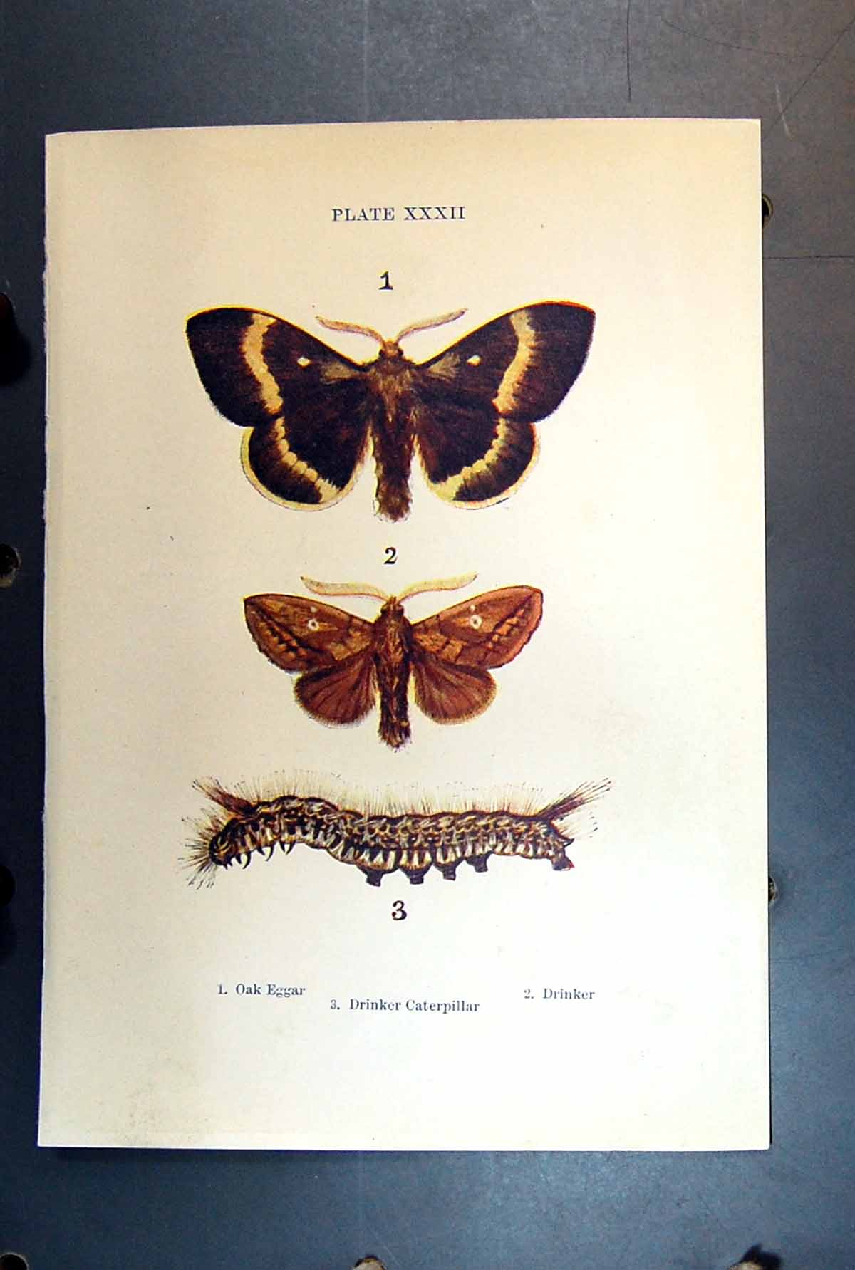 Original Old Antique Print Butterfly Insect Oak Eggar Drinker Caterpillar