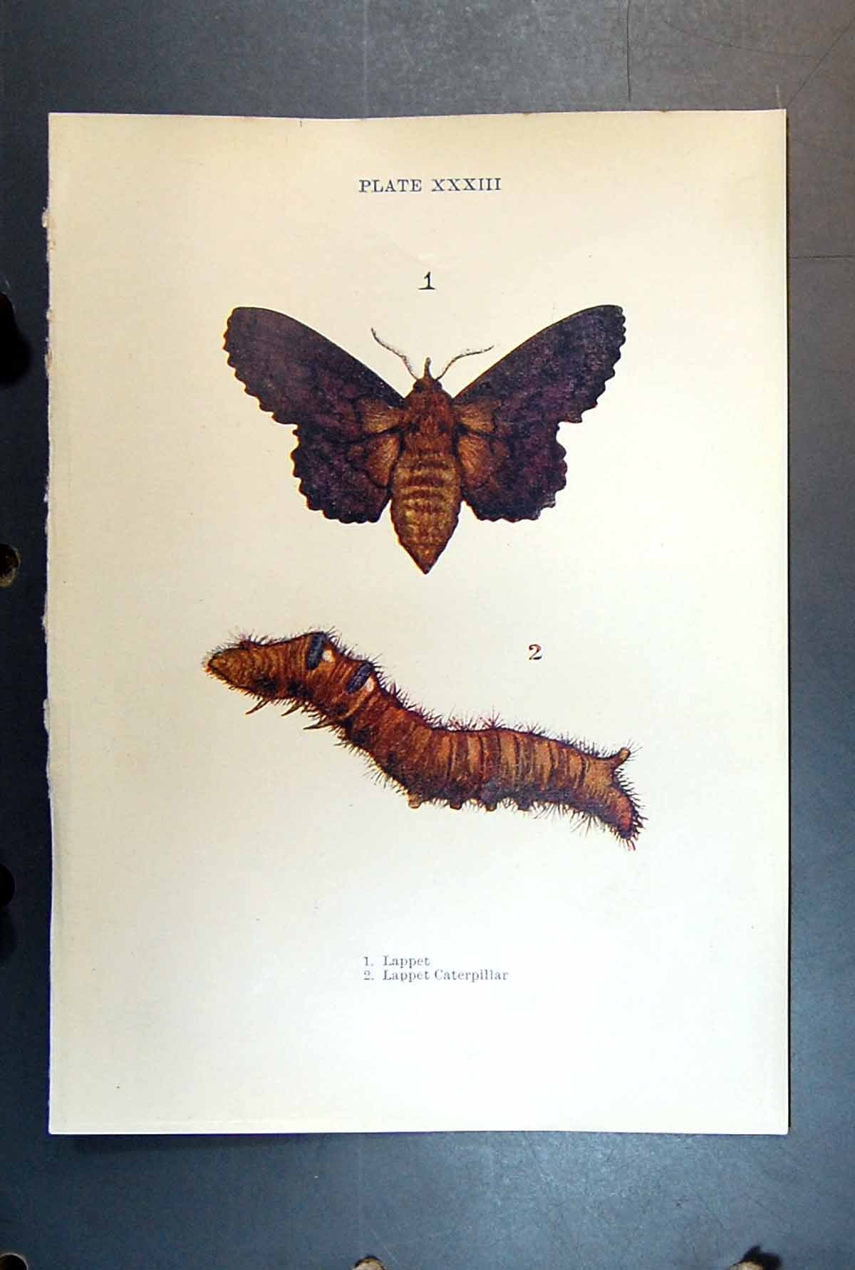 Original Old Antique Print Butterfly Insect Lappet Caterpillar