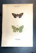 Original Old Antique Print Butterfly Insect Willow Beauty Large Emerald