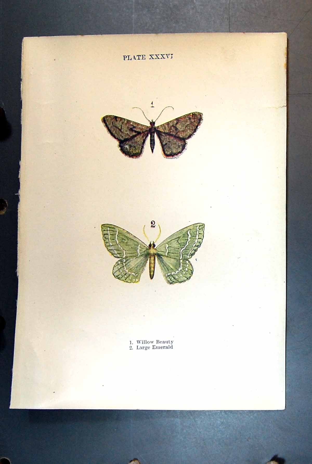 Original Old Antique Print Butterfly Insect Willow Beauty Large Emerald