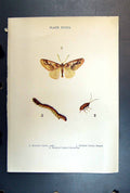 Original Old Antique Print Butterfly Insect Mottled Umber Male Caterpillar