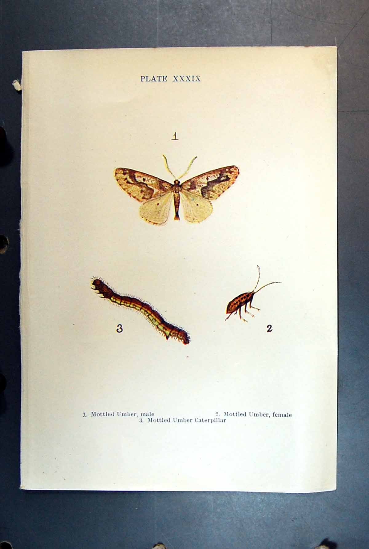 Original Old Antique Print Butterfly Insect Mottled Umber Male Caterpillar
