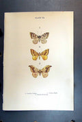 Antique Old Print Butterfly Insect Garden Carpet Yellow Shell Pebble Hook-Tip