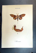 Original Old Antique Print Butterfly Insect Lobster Caterpillar