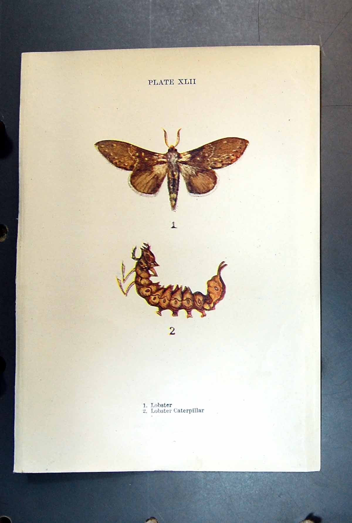 Original Old Antique Print Butterfly Insect Lobster Caterpillar