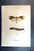 Original Old Antique Print Butterfly Insect Buff Tip Caterpillar