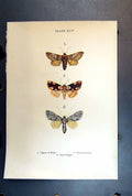 Old Antique Print Butterfly Insect Figure Eight Peach Blossom Grey Dagger
