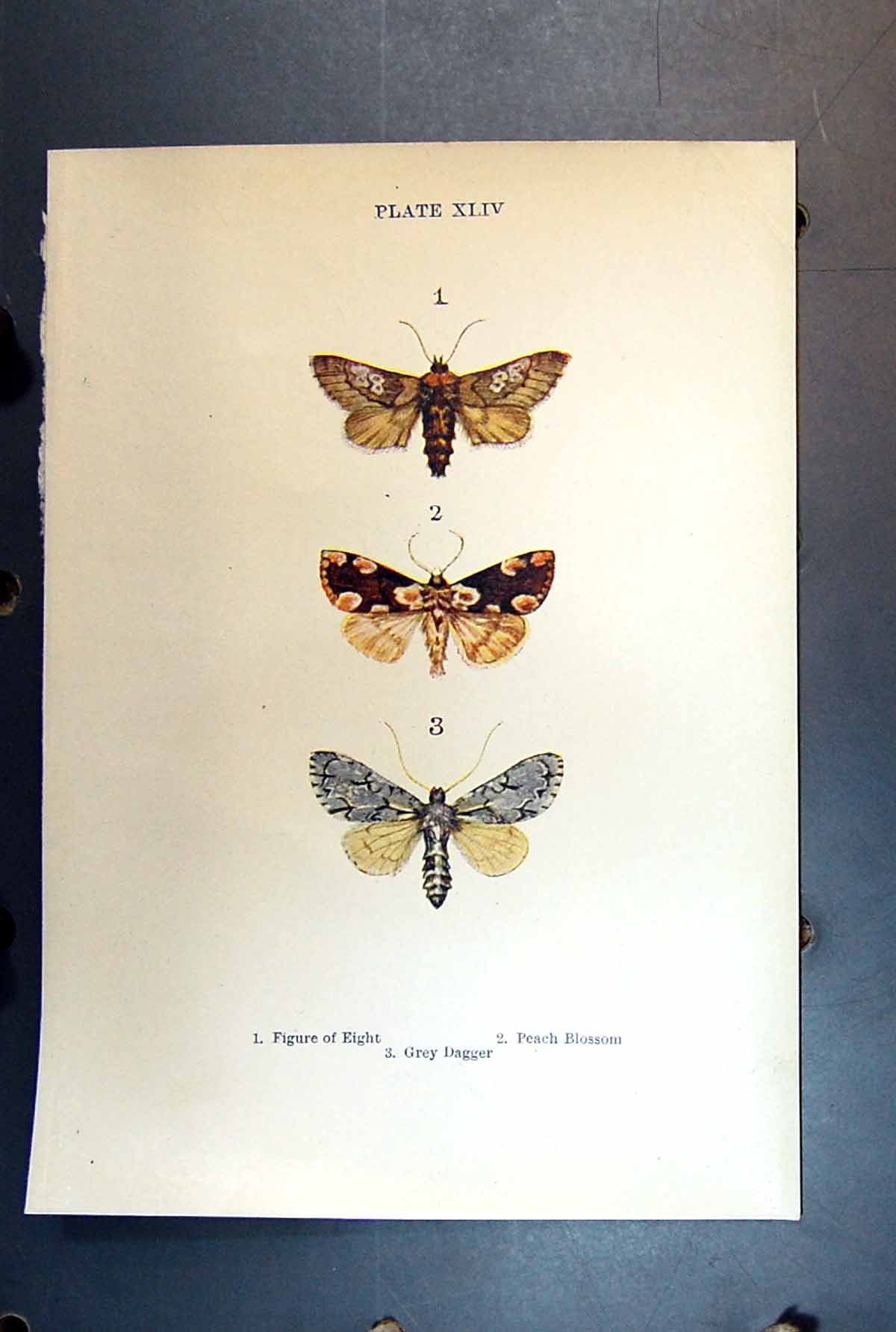 Old Antique Print Butterfly Insect Figure Eight Peach Blossom Grey Dagger