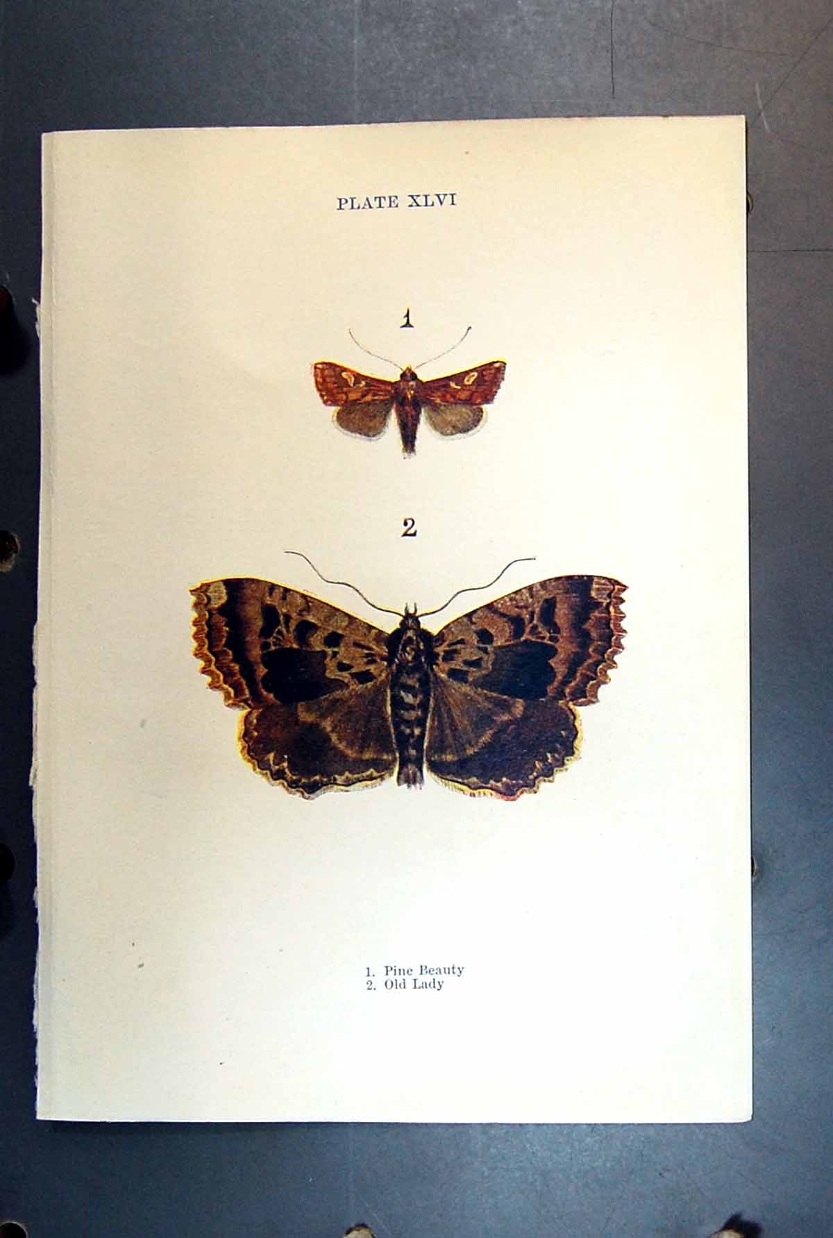 Original Old Antique Print Butterfly Insect Pine Ol Beauty