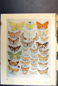 Original Old Antique Print Butterfly Insect Brown Yellow Orange Green