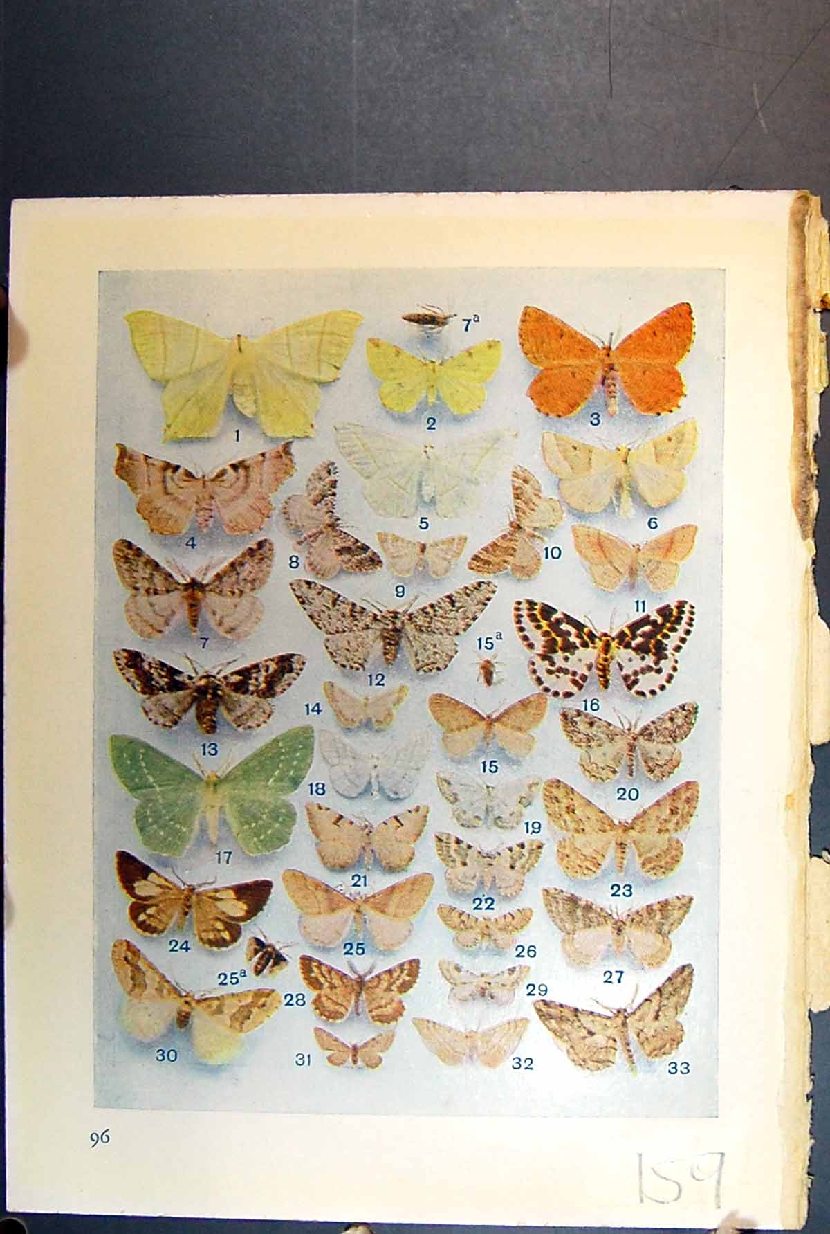 Original Old Antique Print Butterfly Insect Brown Yellow Orange Green