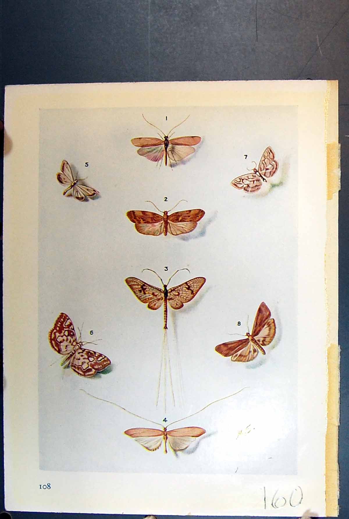 Original Old Antique Print Butterfly Insect Brown Orange Wings