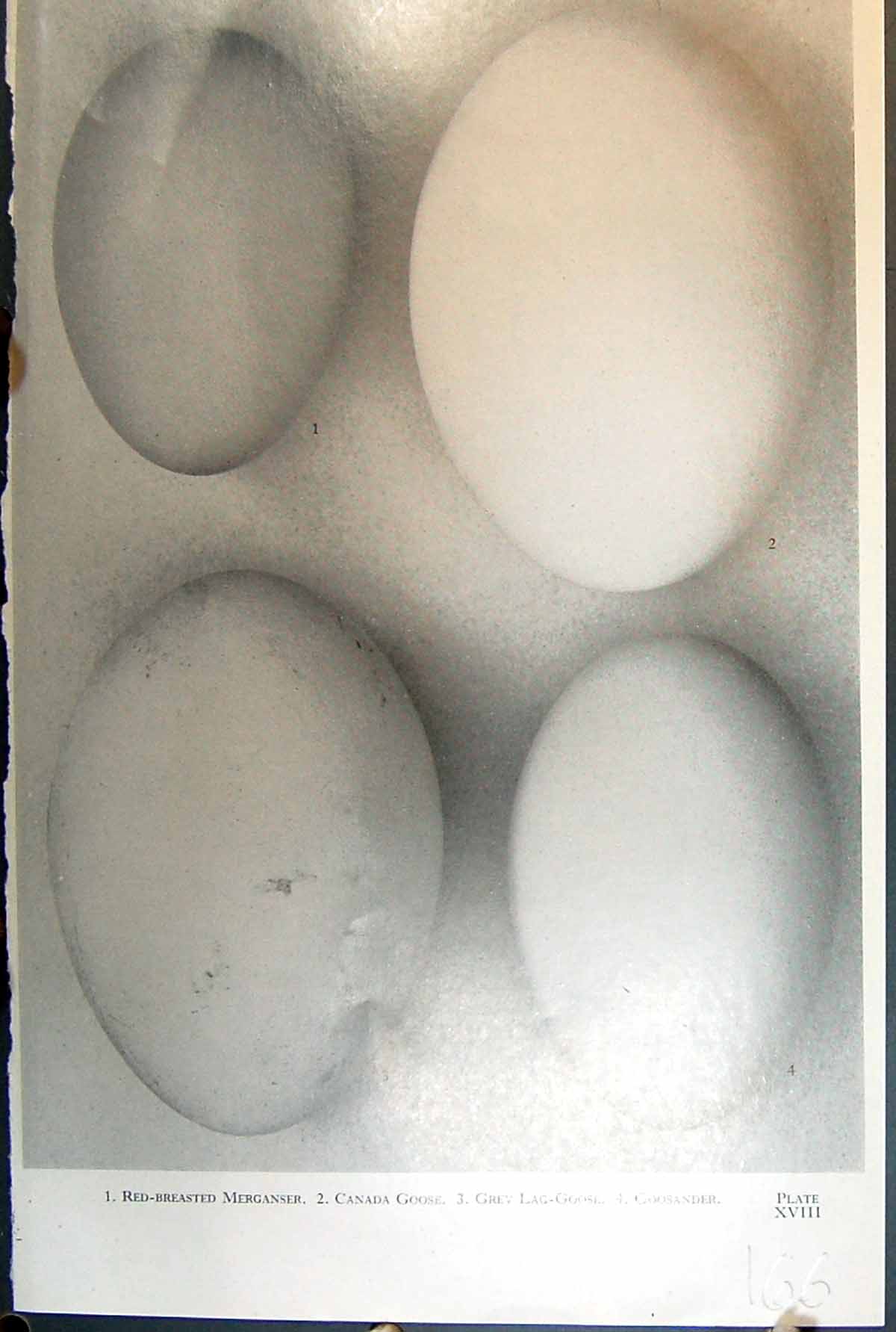 Old Birds Eggs Canada Goose Goosander Merganser Swan Dove Pochard Pig