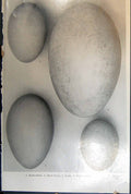 Old Birds Eggs Grebe Bittern Heron Diver Gannet Leach Shearwater Petr