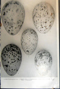 Old Gen Eagle Kite Honey0Buzzard Goshawk Cuckoo Warbler Birds Eggs