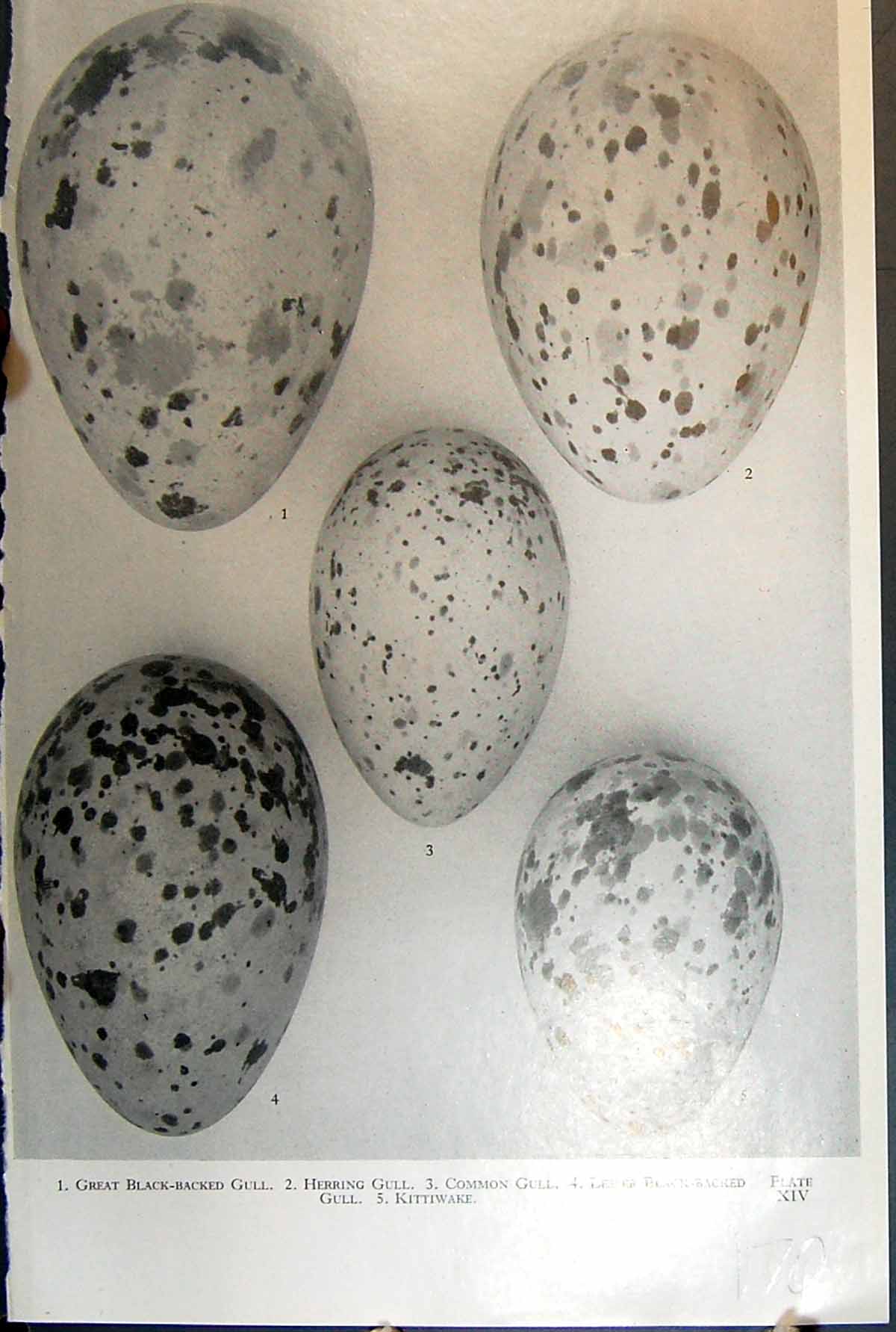 Old Gen Eagle Kite Honey0Buzzard Goshawk Cuckoo Warbler Birds Eggs