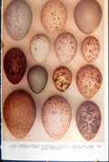 Old Lapwing Oyster-Catcher Plover Curlew Woodcock Snipe Ruff Birds Eg