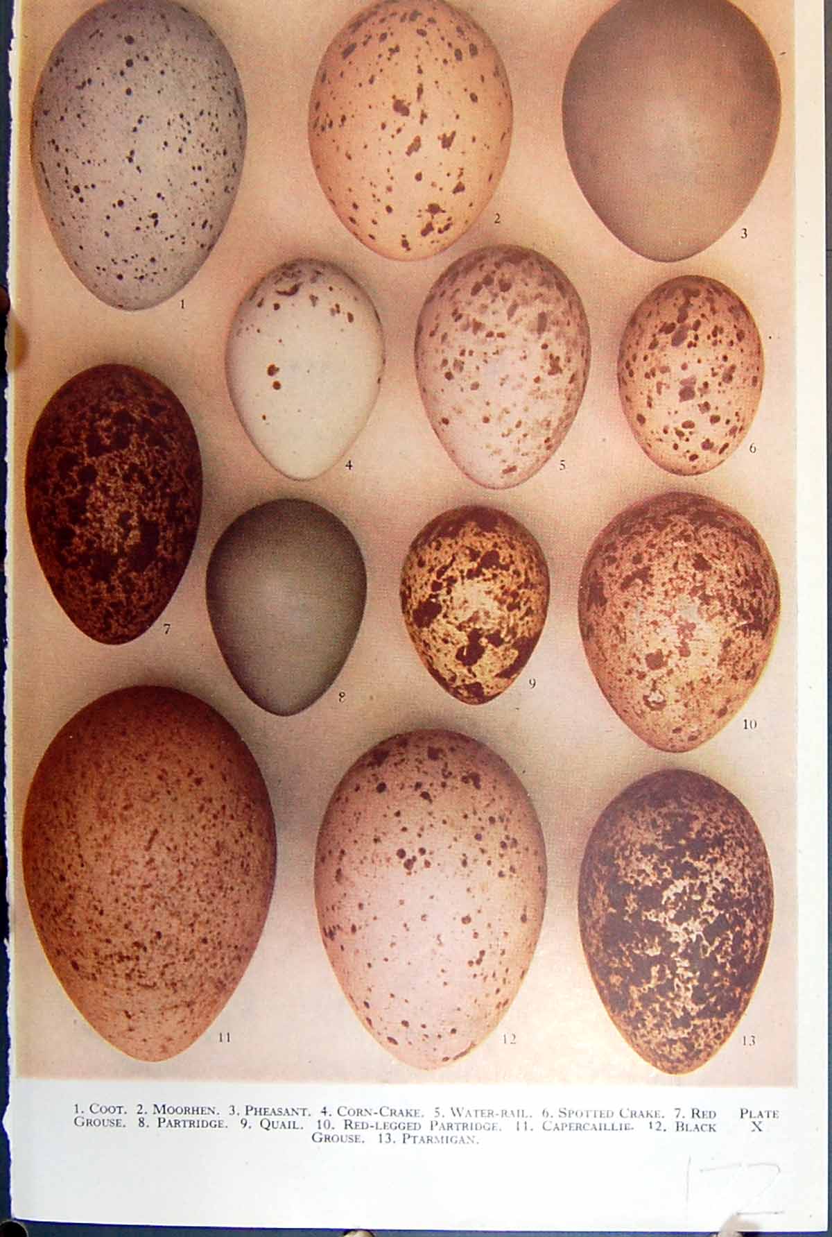 Old Lapwing Oyster-Catcher Plover Curlew Woodcock Snipe Ruff Birds Eg