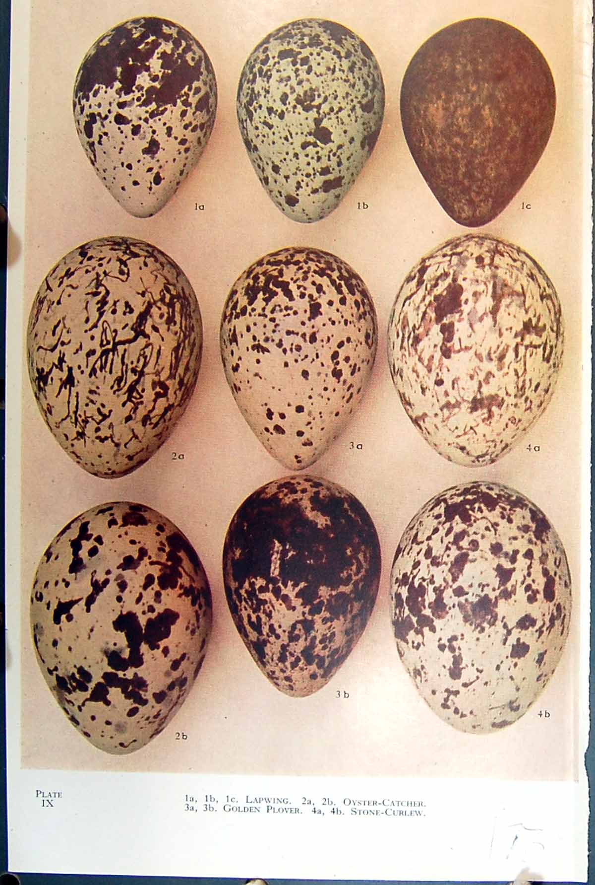 Old Tern Curlew Sandpiper Godwit Dunlin Redshank Whimbrel Birds Eggs