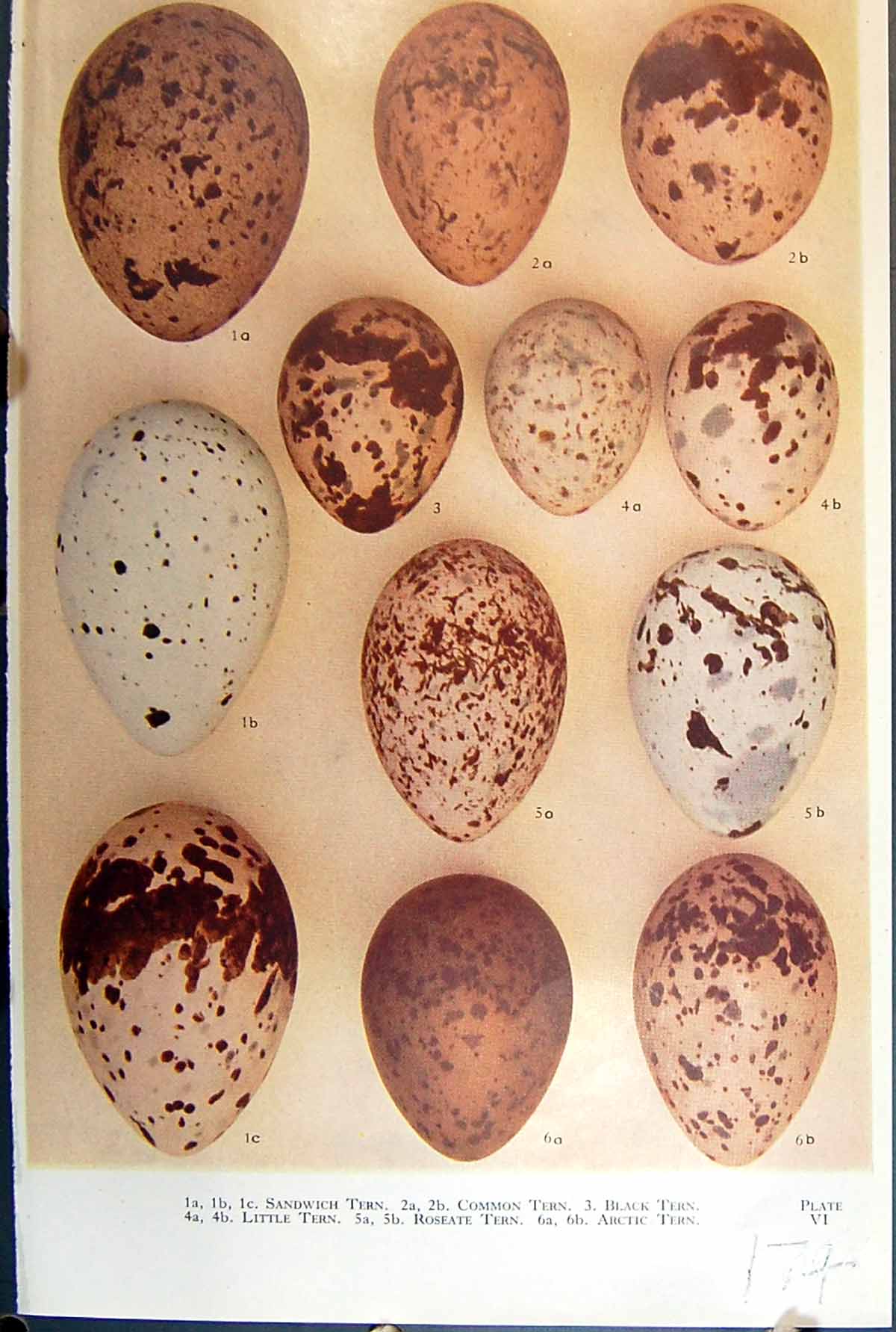 Old Birds Eggs Raven Crow Jackdaw Magpie Chough Rook Creeper Tit Skua