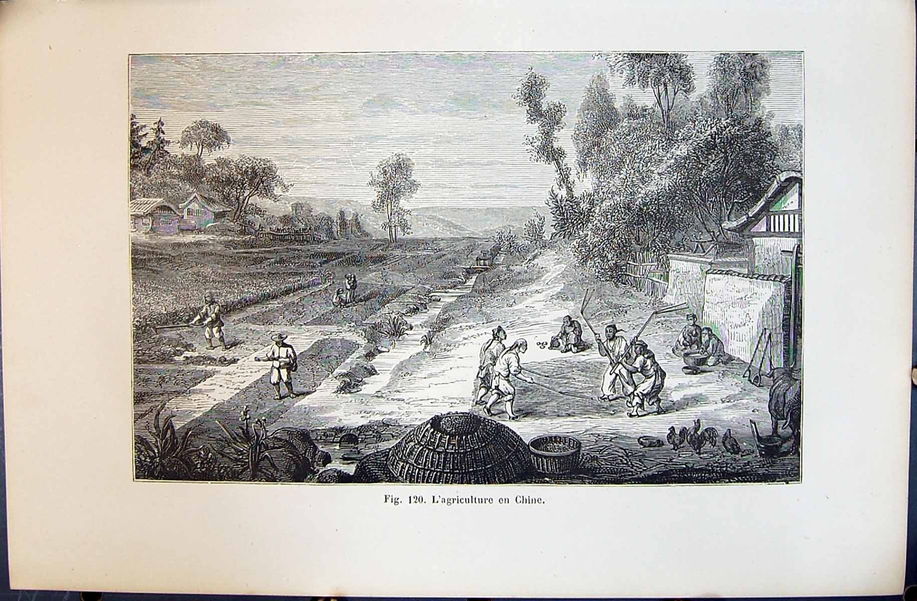 Old 1880 Human Races Humaines Figuier L'Agriculture Chine Agriculture Victorian