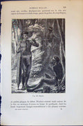 Old 1880 Human Races Humaines Figuier Dayaks Native People Spears For Victorian