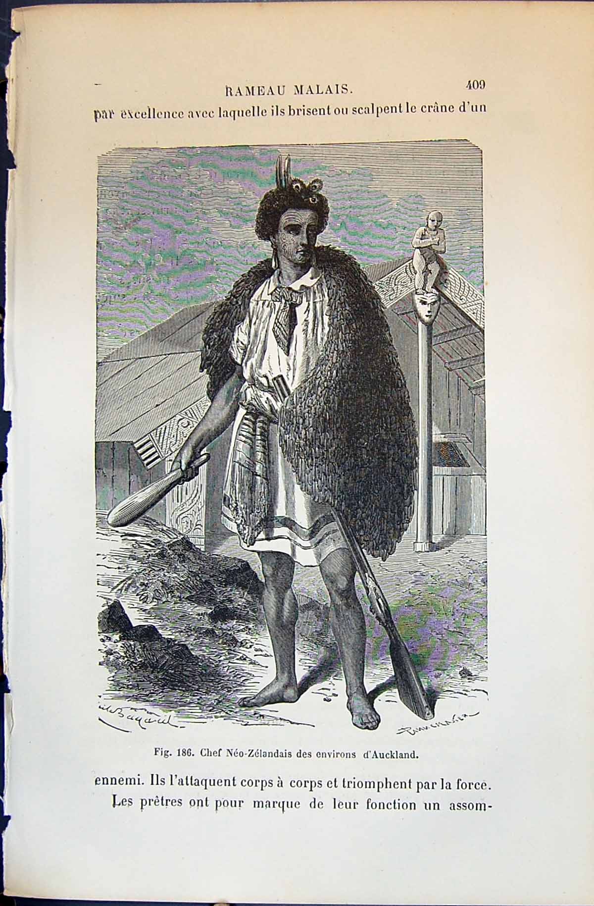 Old Chef Neo-Zelandais Des Environs D'Aukland 1880 Human Races Humain Victorian