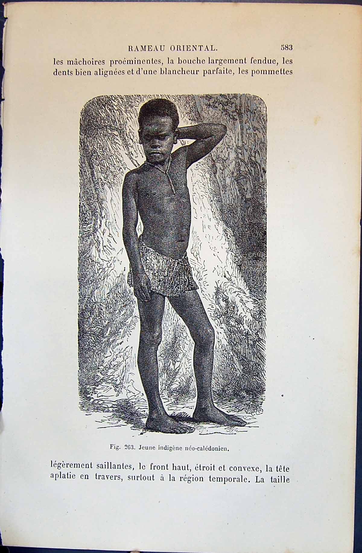 Old Print Jeuen Indigene Neo-Caledonien 1880 Human Races Humaines Figuier 19th